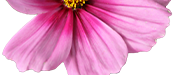 kwiatek dol resize